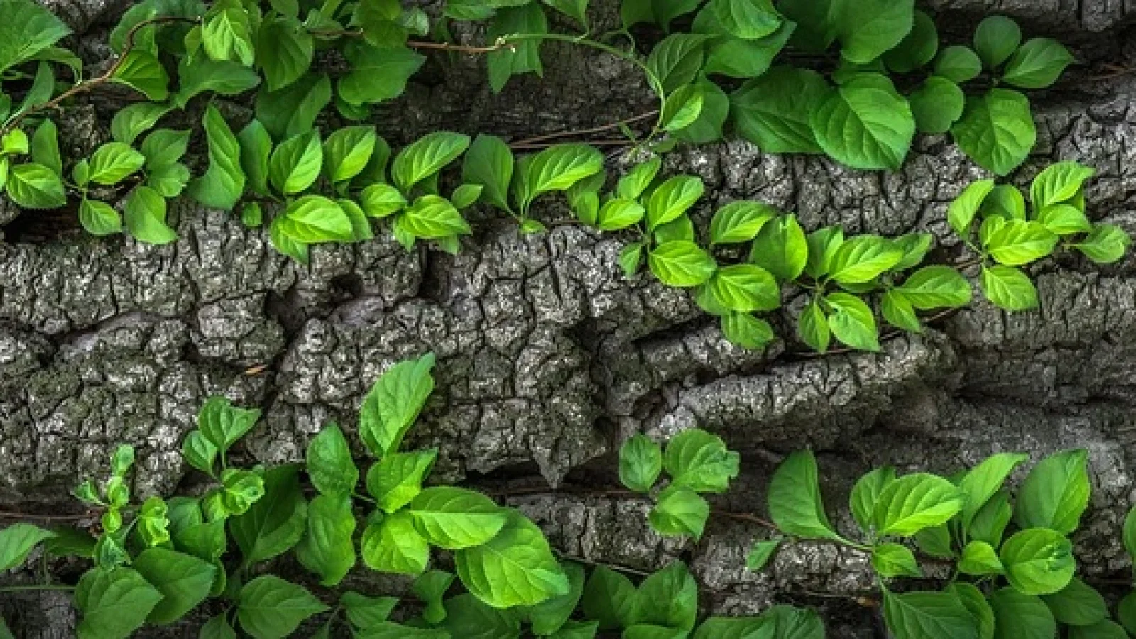 Biophilic Trend: Enhancing Creativity with Nature