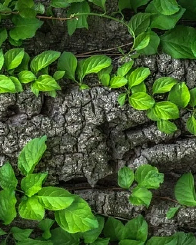 Biophilic Trend: Enhancing Creativity with Nature