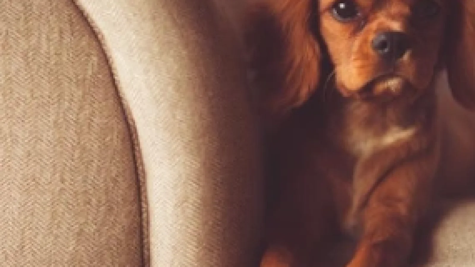 Best Sofa Cleaning Tips for Pet Owners