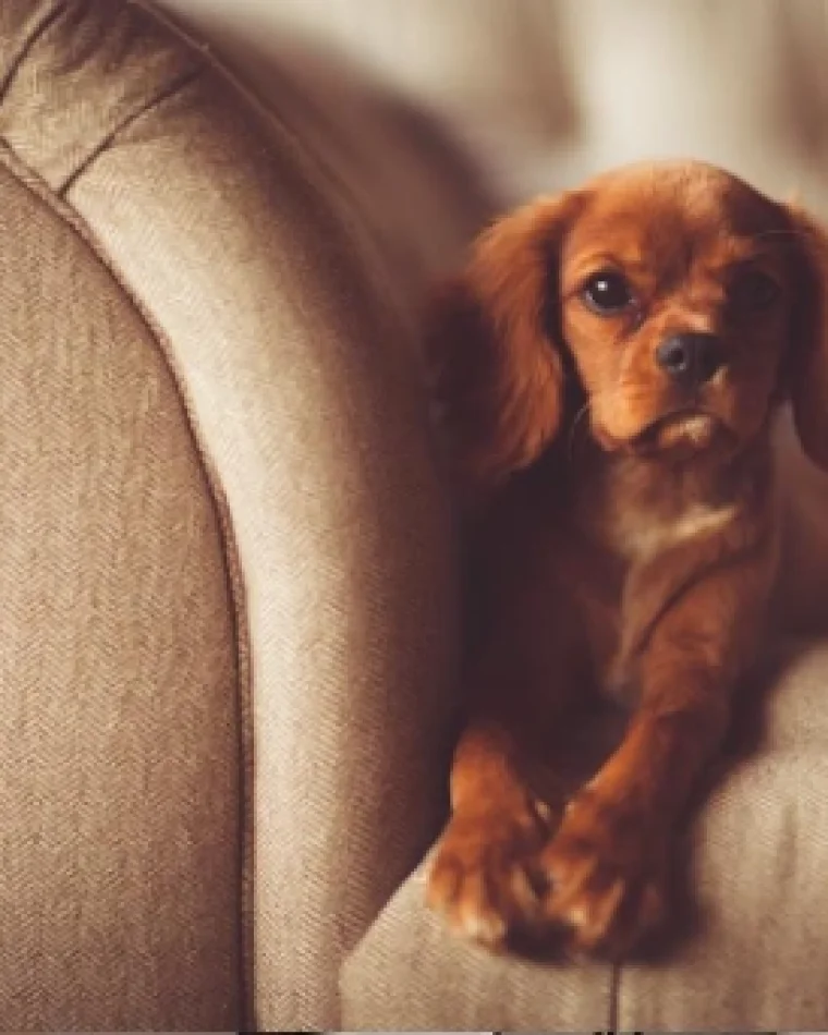 Best Sofa Cleaning Tips for Pet Owners