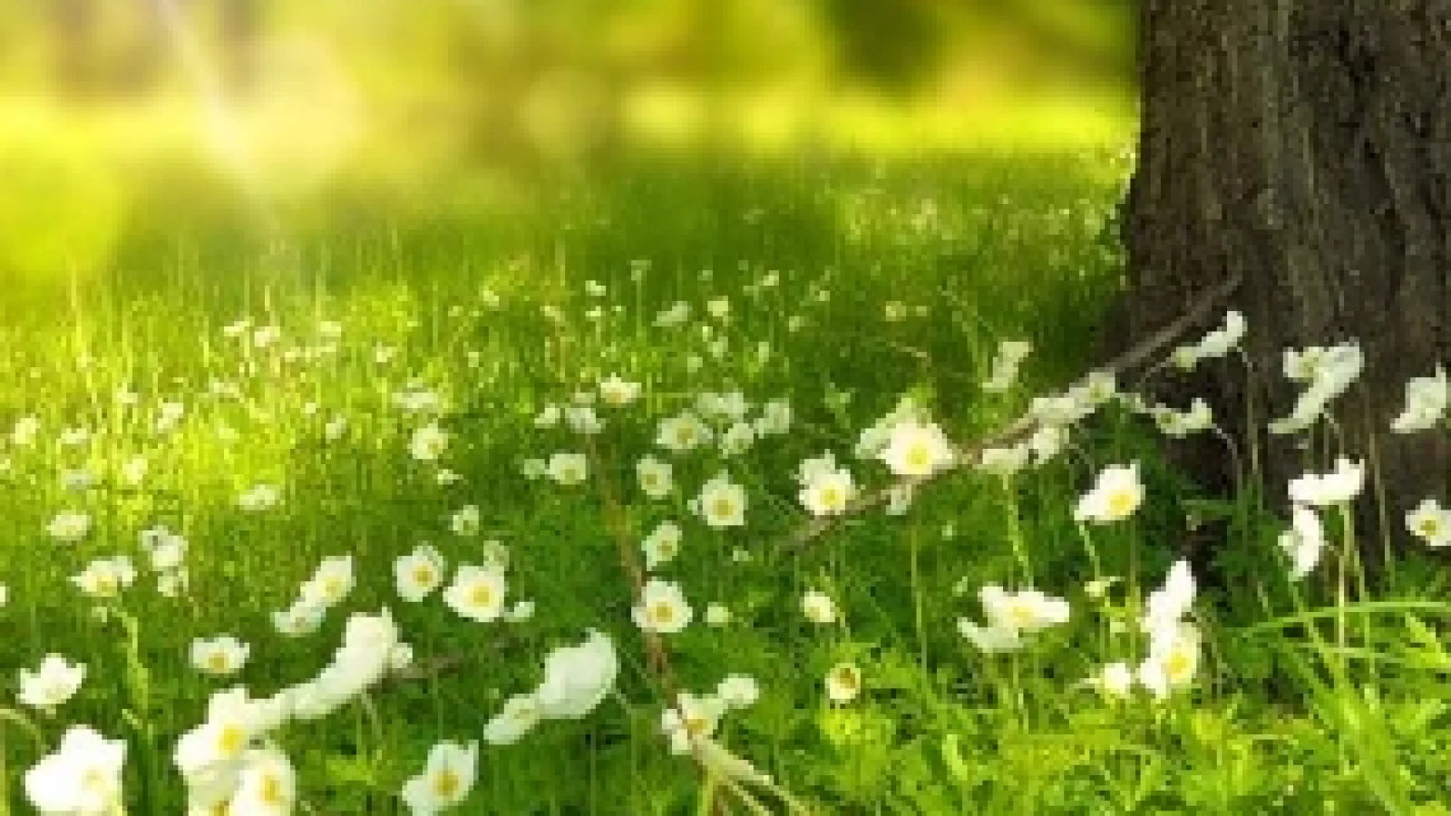 Tips to Bring Summer Into Your Home
