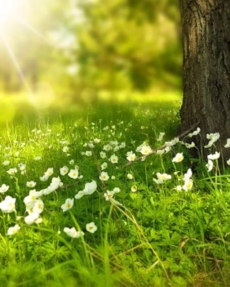 Tips to Bring Summer Into Your Home