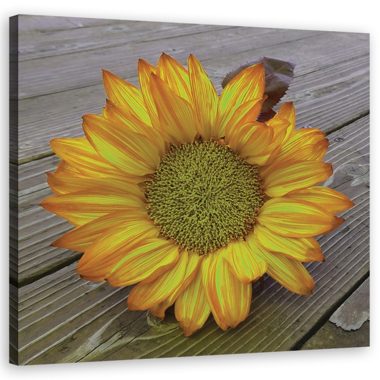 Canvas print, Yellow sunflower