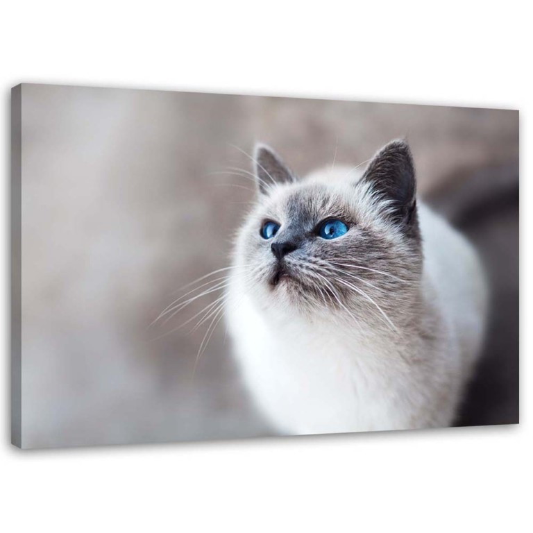 Canvas print, Cat Animals Nature