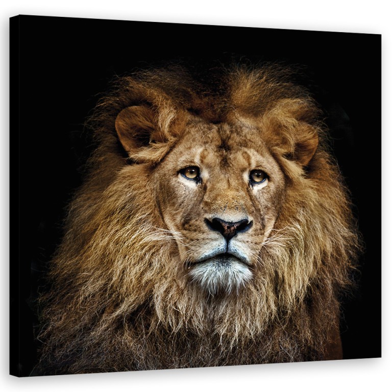 Canvas print, Majestic lion