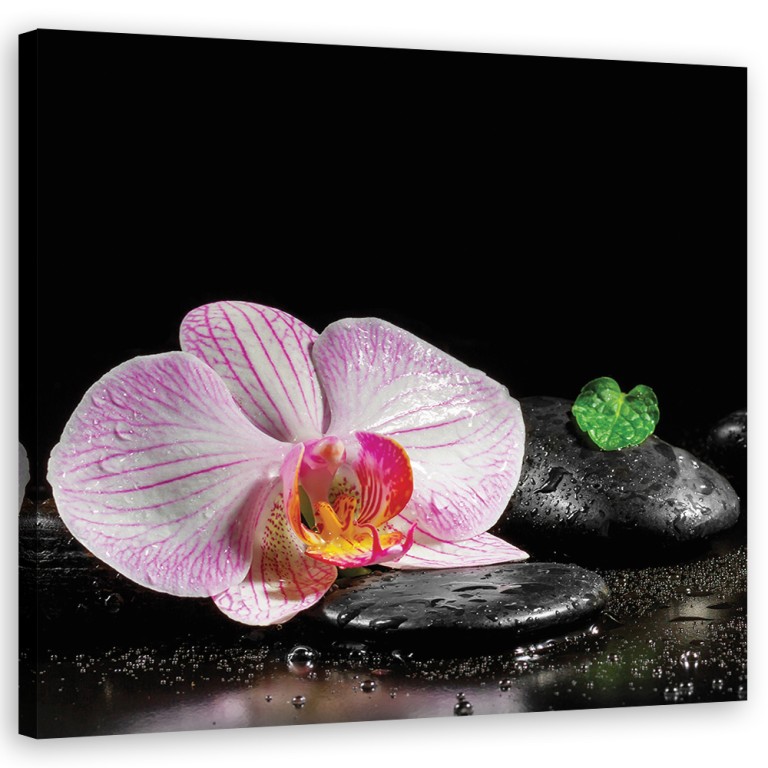 Canvas print, Blossoming orchid zen