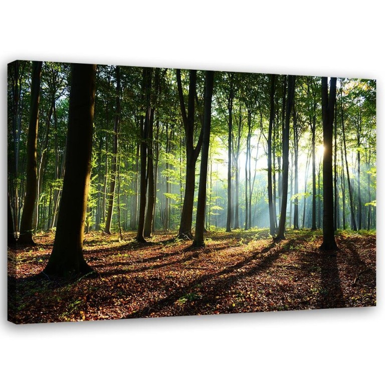 Canvas print, Forest Landscape Nature