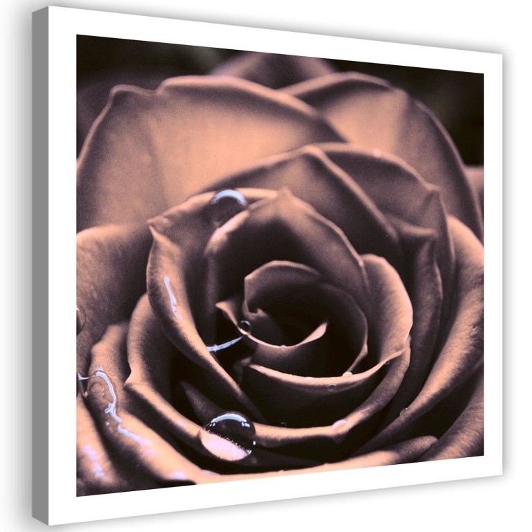 Canvas print, Rose Flower Plant