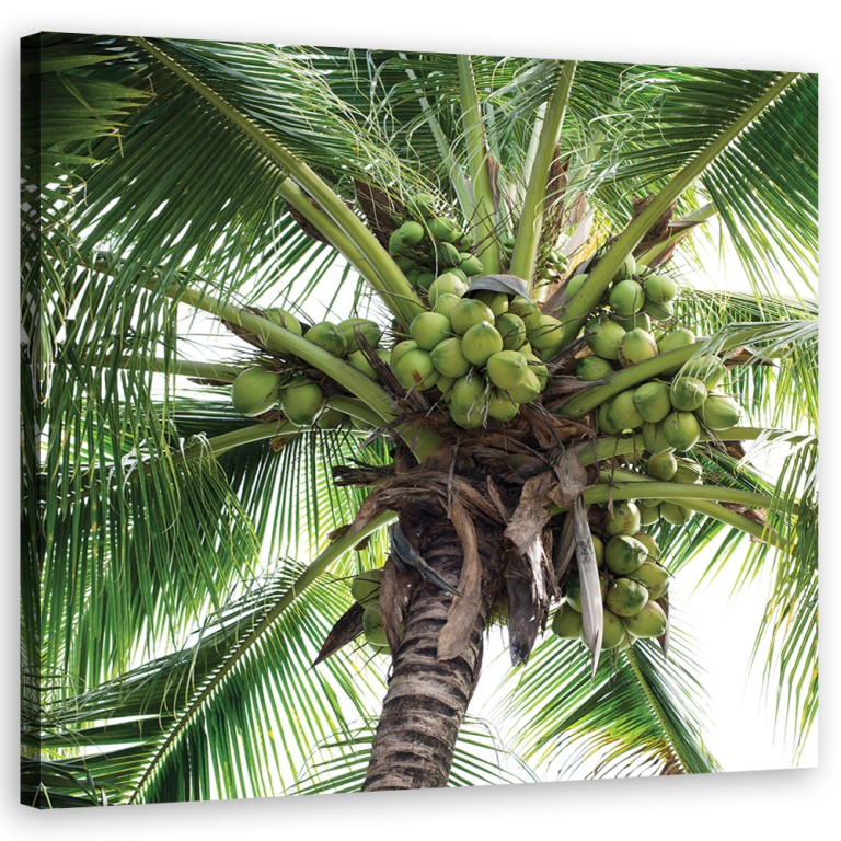 Canvas print, Coconut palm