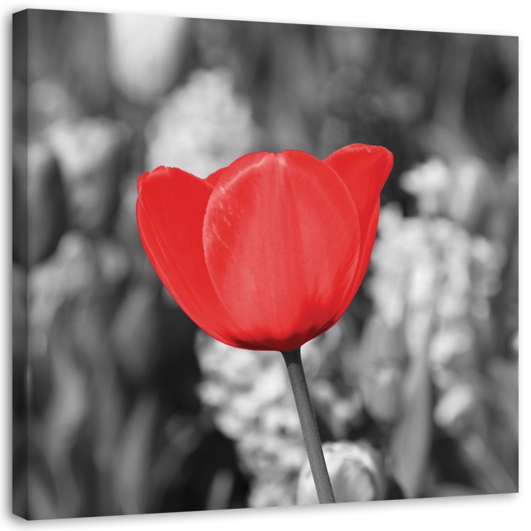 Canvas print, Modern Red Tulip Blossom in the Meadow