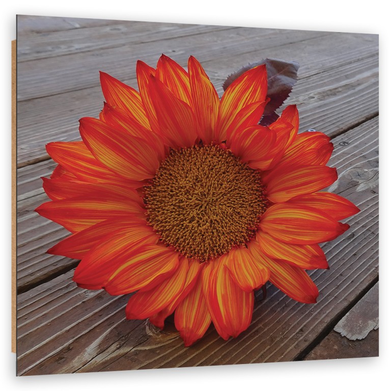 Deco panel print, Orange sunflower