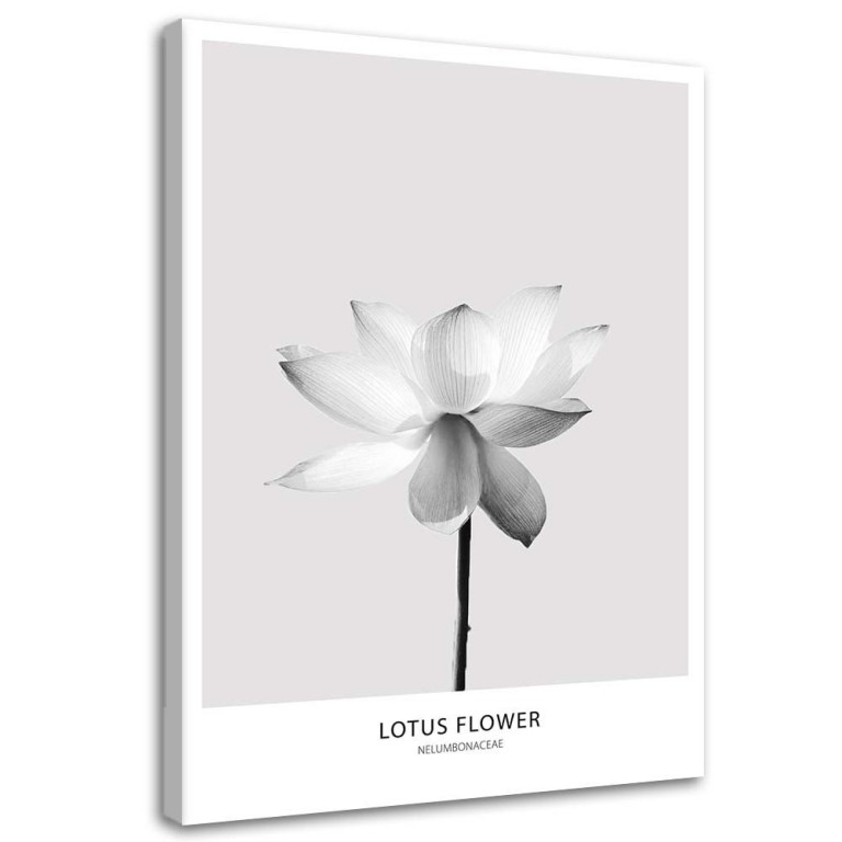 Canvas print, White Lotus Flower Nature