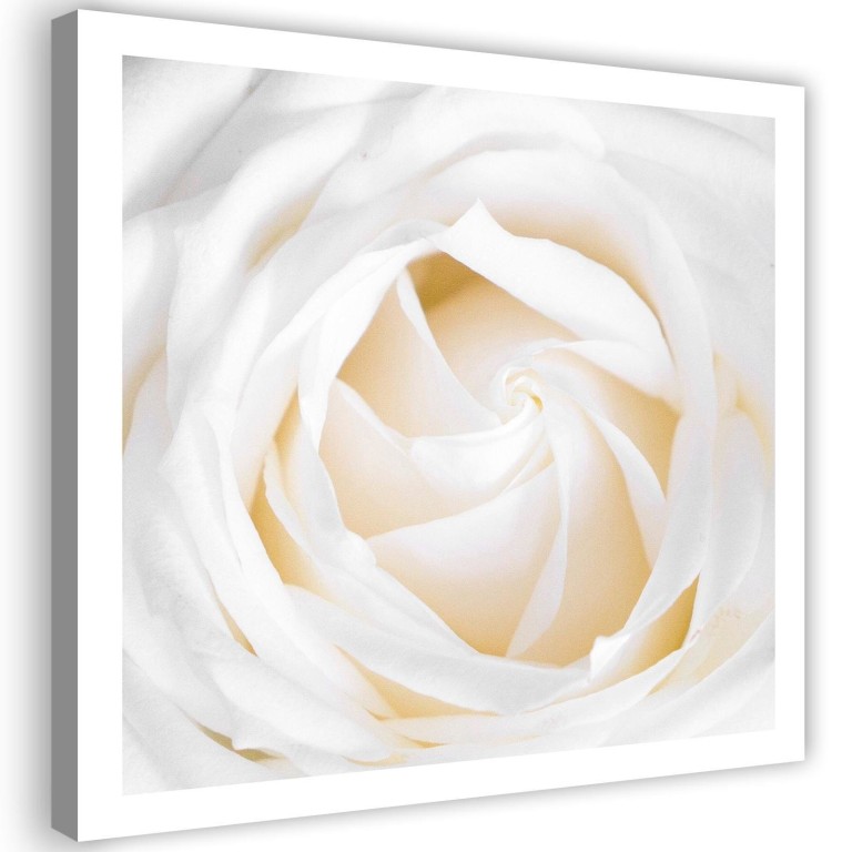 Canvas print, Delicate white rose