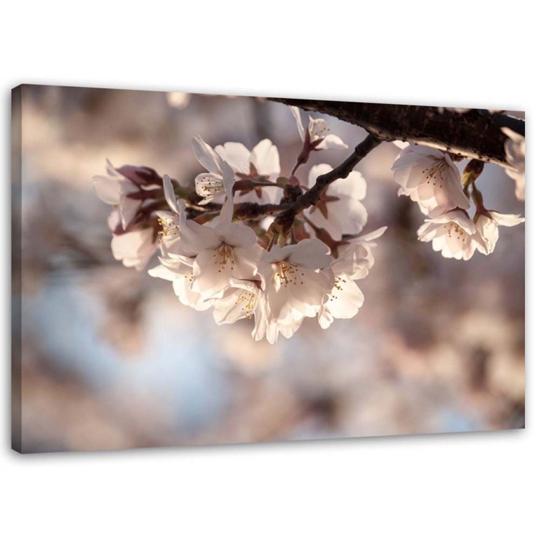 Canvas print, Cherry Blossom Nature