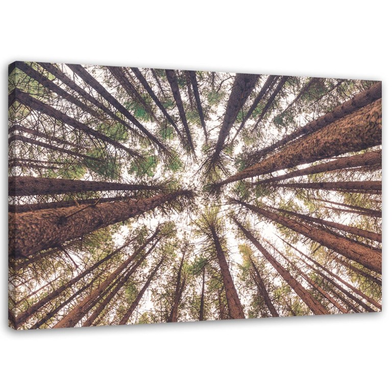 Canvas print, Pine Nature Forest Green