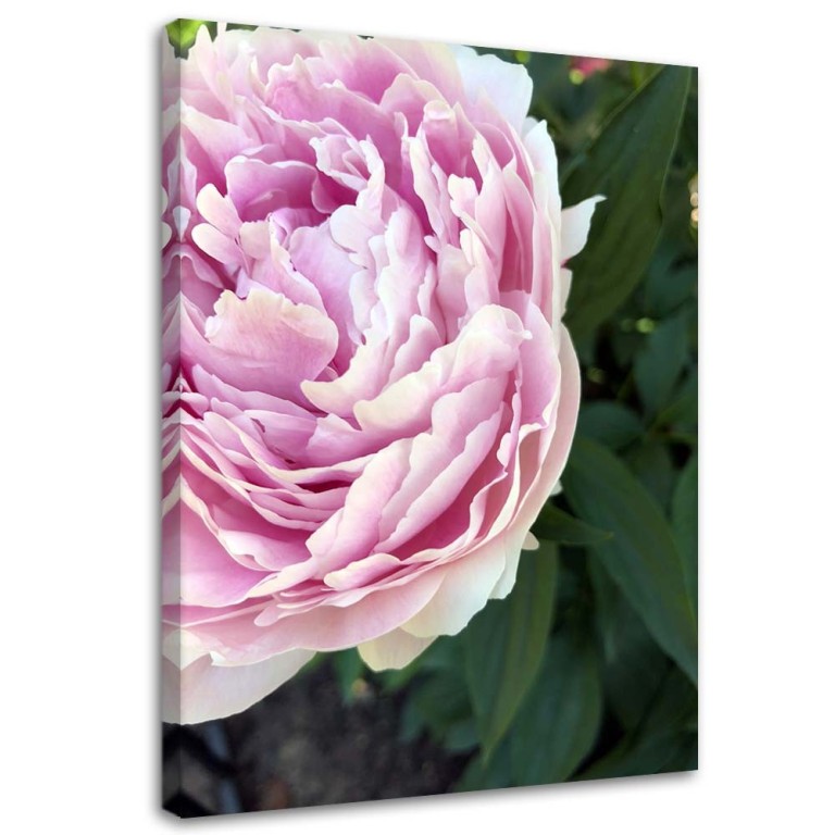 Canvas print, Peony Flower Plant