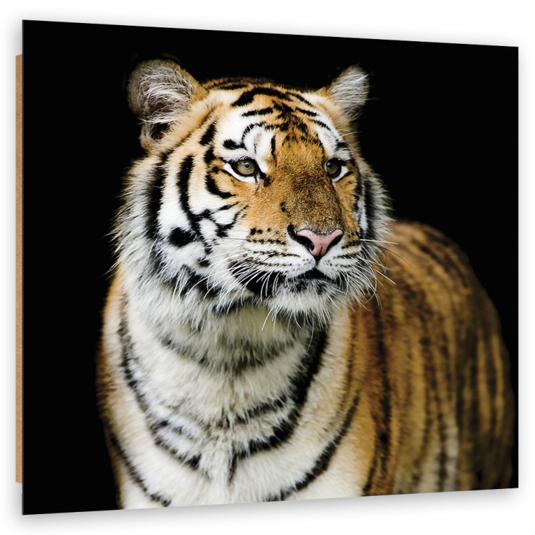 Deco panel print, Majestic tiger