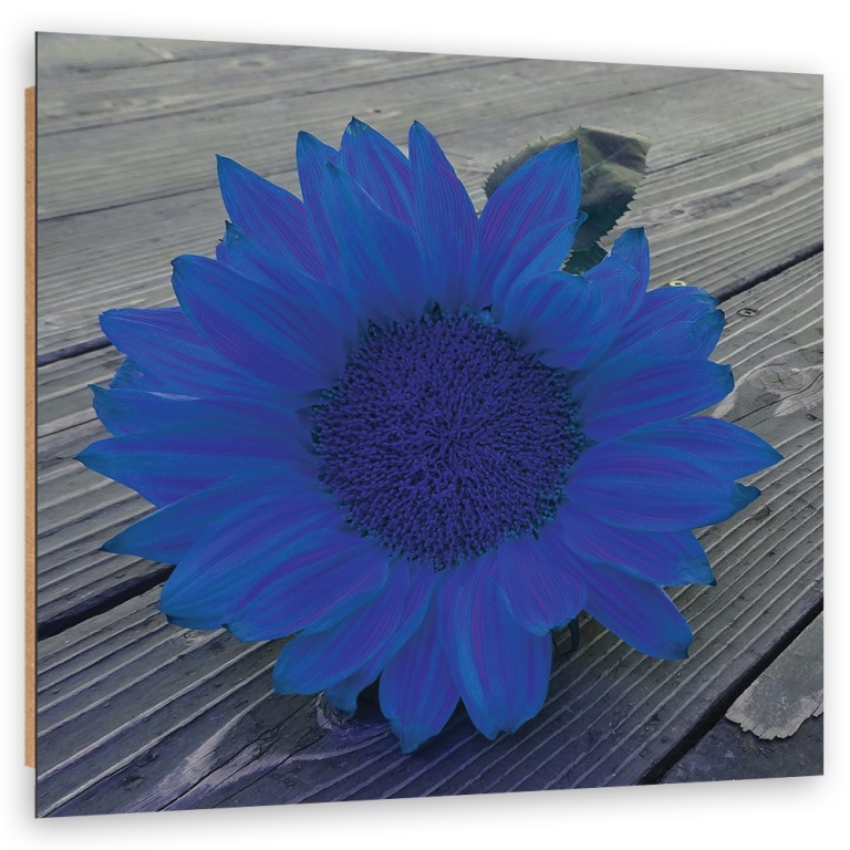 Deco panel print, Blue sunflower