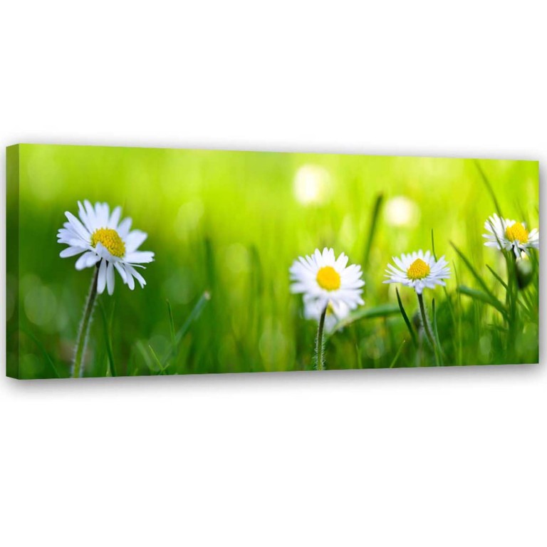 Canvas print, Daisies Green Grass