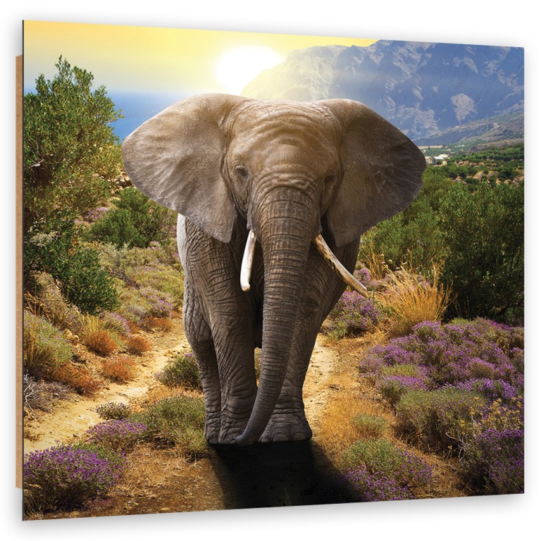 Deco panel print, The elephant at sunset