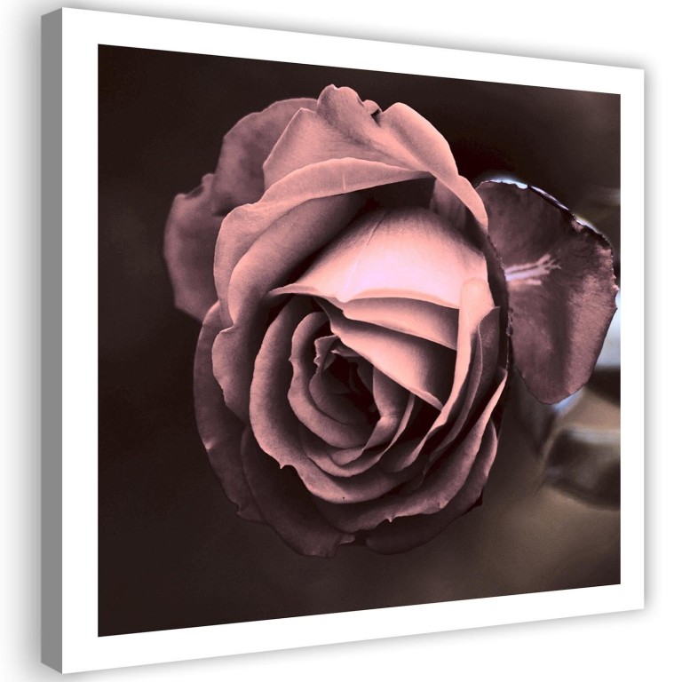 Canvas print, Beautiful pink rose blossom