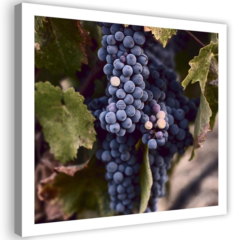 Canvas print, Grape Leaf Plant