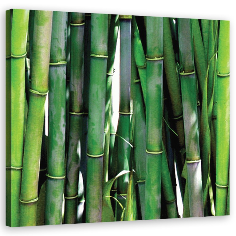 Canvas print, Green bamboos