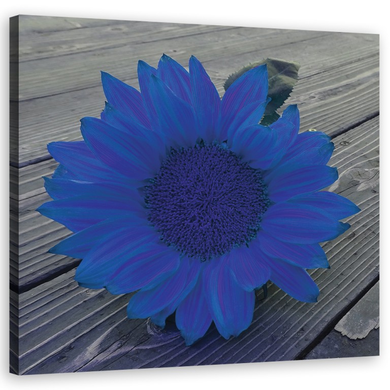 Canvas print, Blue sunflower