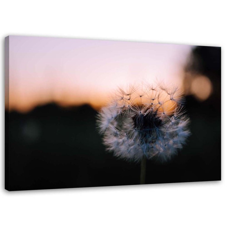 Canvas print, Dandelions Sunset