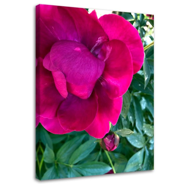 Canvas print, Peony Pink Flower