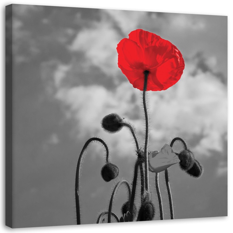 Canvas print, Red Poppy Flowers Nature