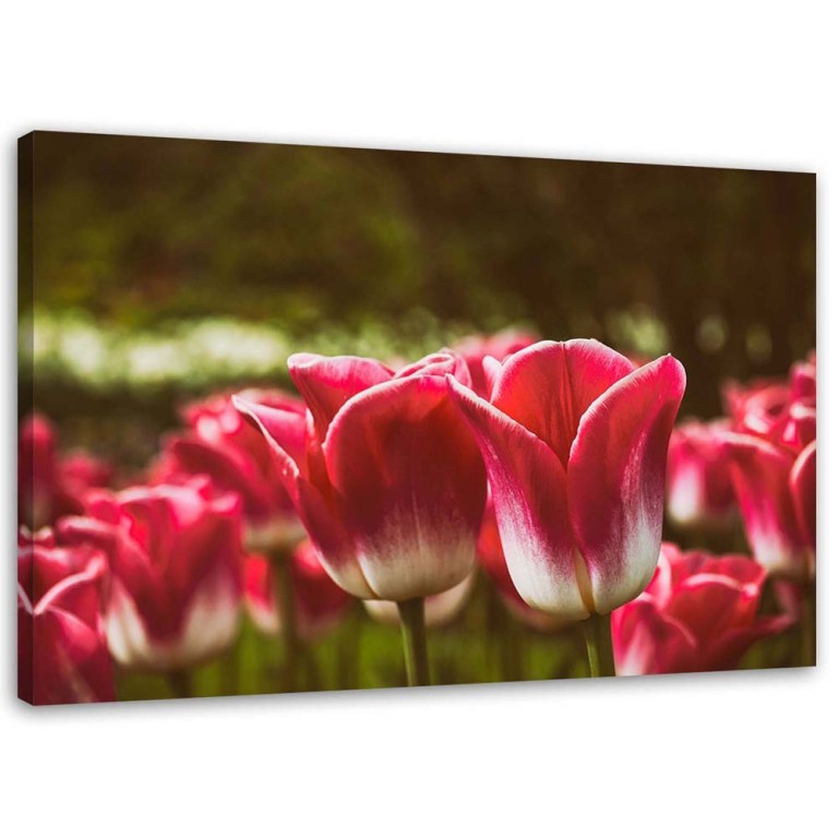 Canvas print, Red Tulip Blossom