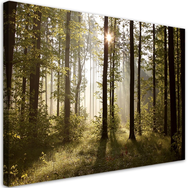 Canvas print, Morning in the forest