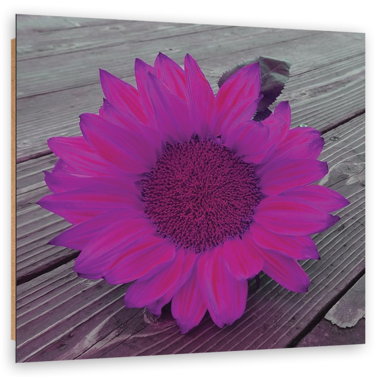 Deco panel print, Pink sunflower