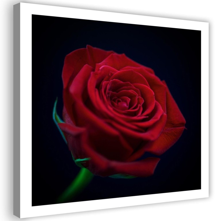 Canvas print, Red rose blossom