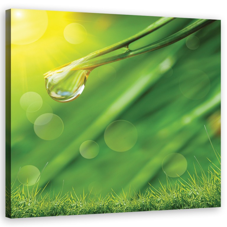 Canvas print, Dew on the grass