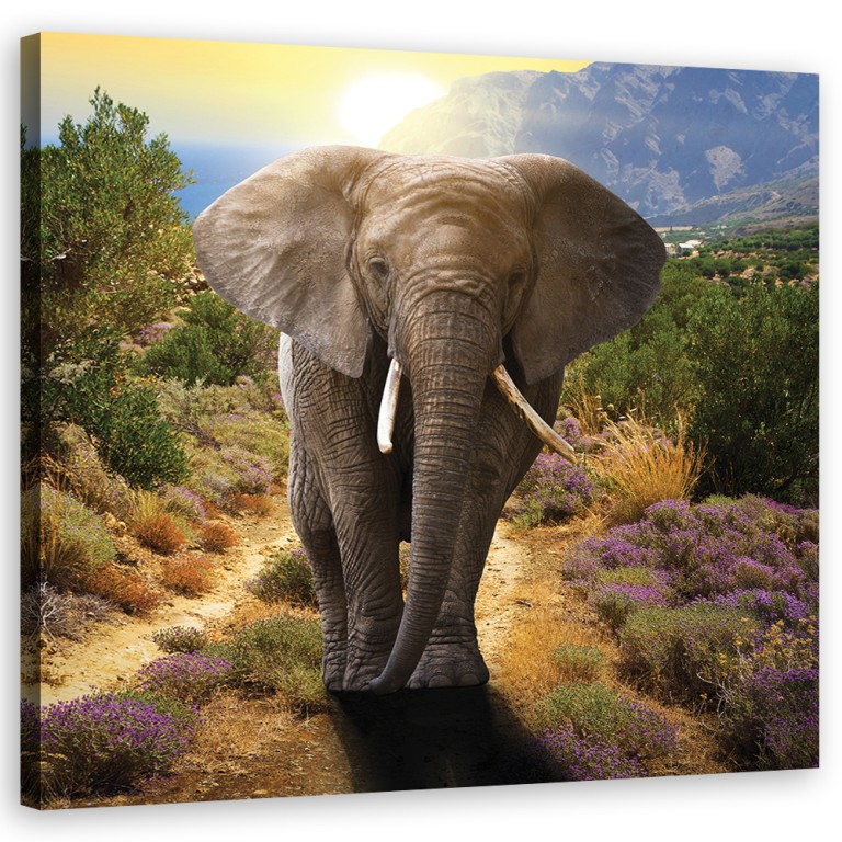 Canvas print, The elephant at sunset