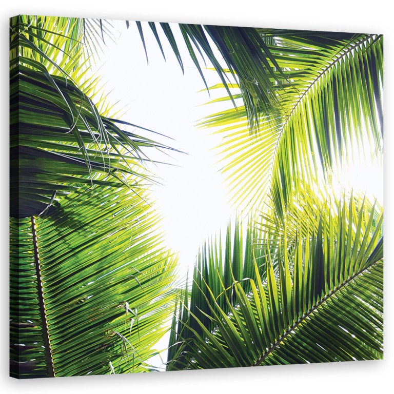 Canvas print, Palm leaves