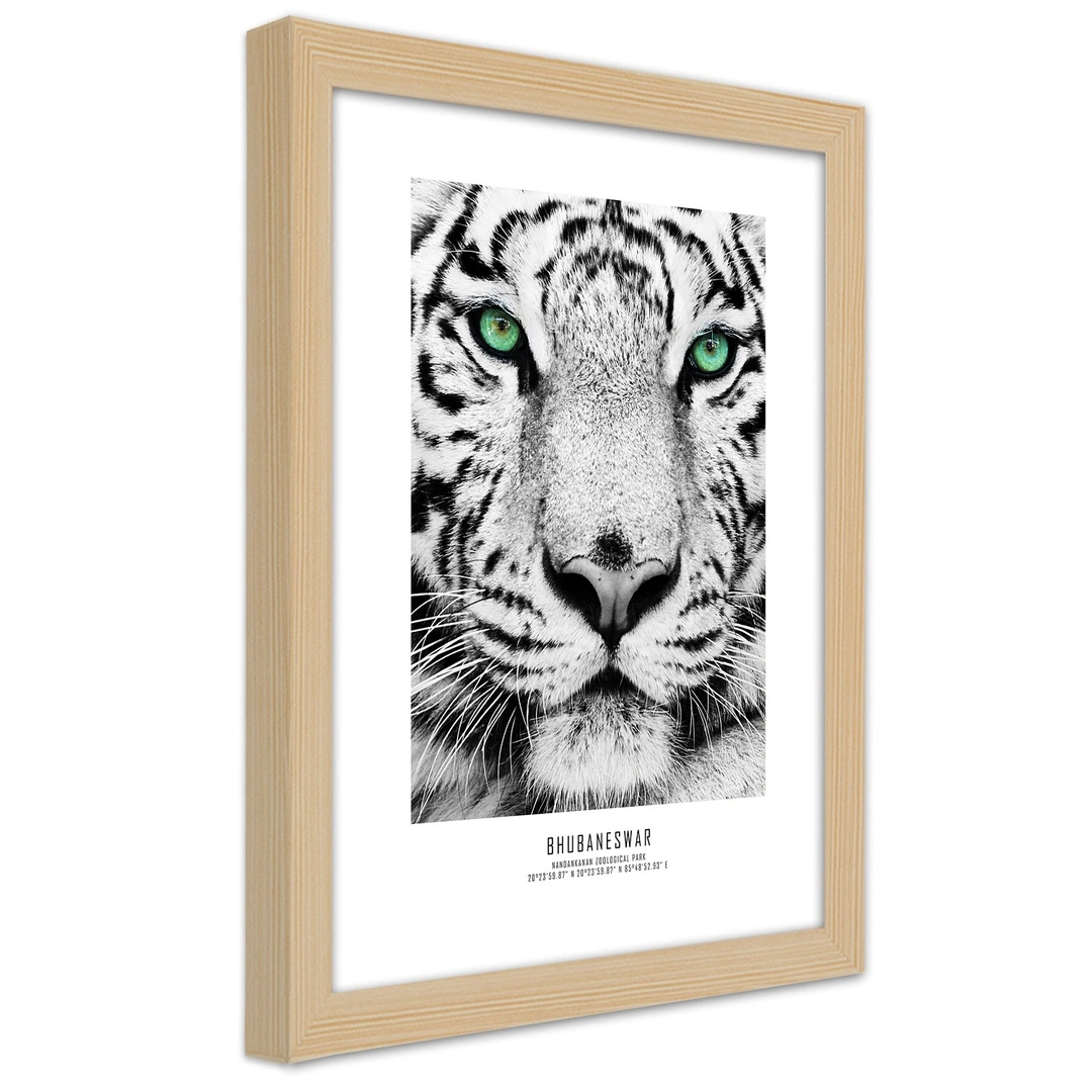 Picture in frame, White tiger