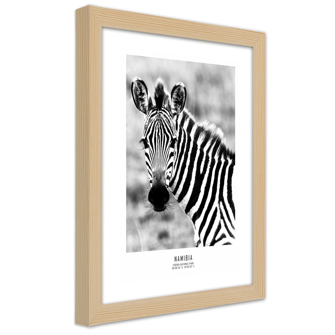 Picture in frame, Curious zebra