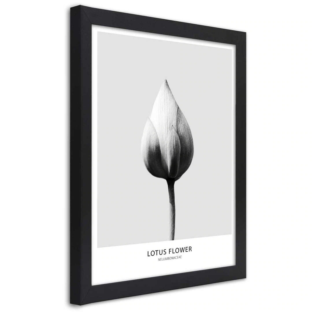 Picture in frame, White lotus bud