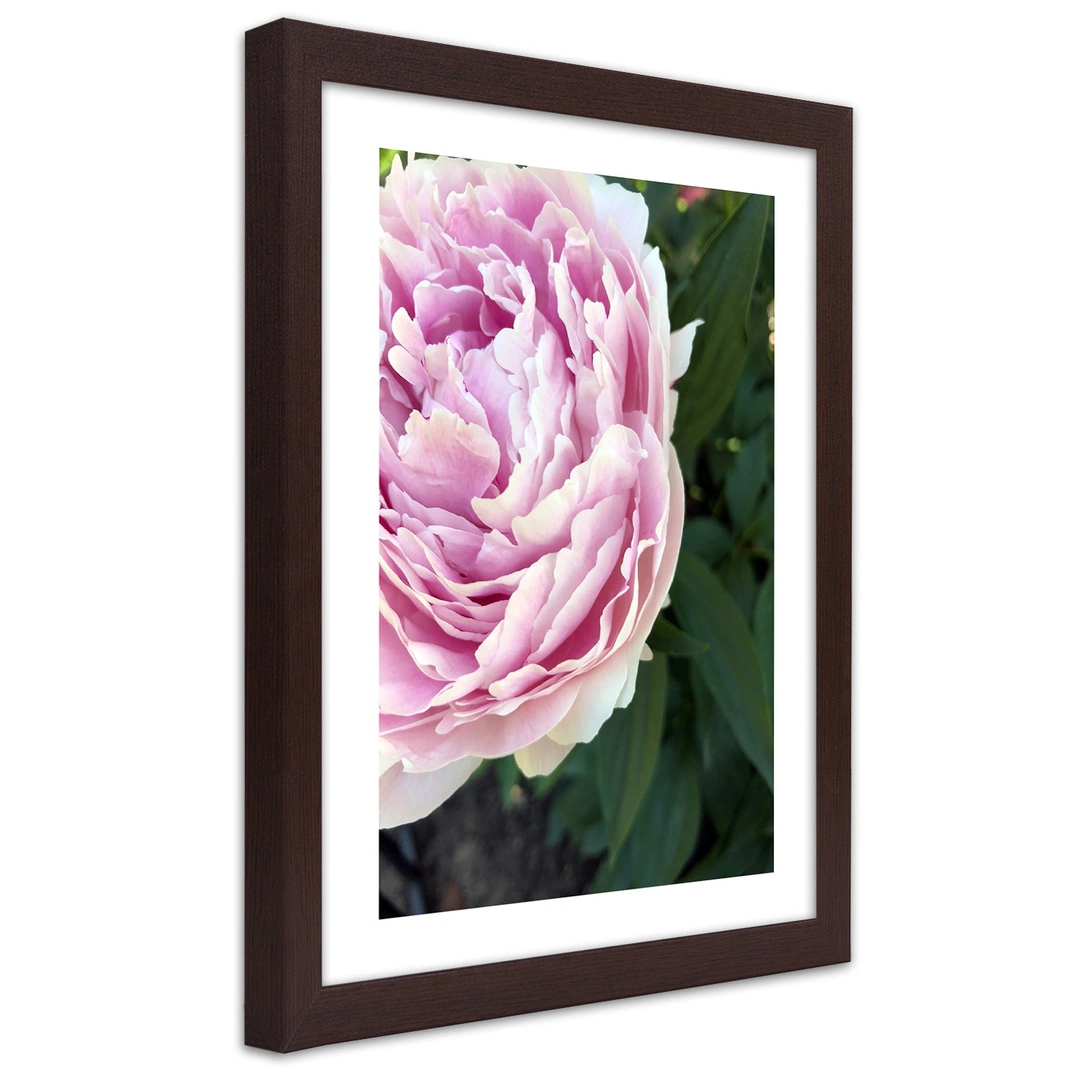 Picture in frame, Pretty pink peony
