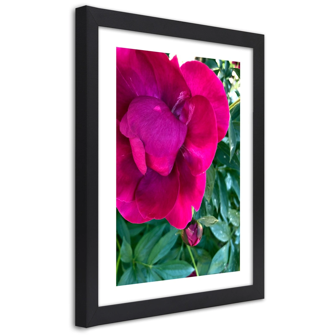 Picture in frame, Pink peony