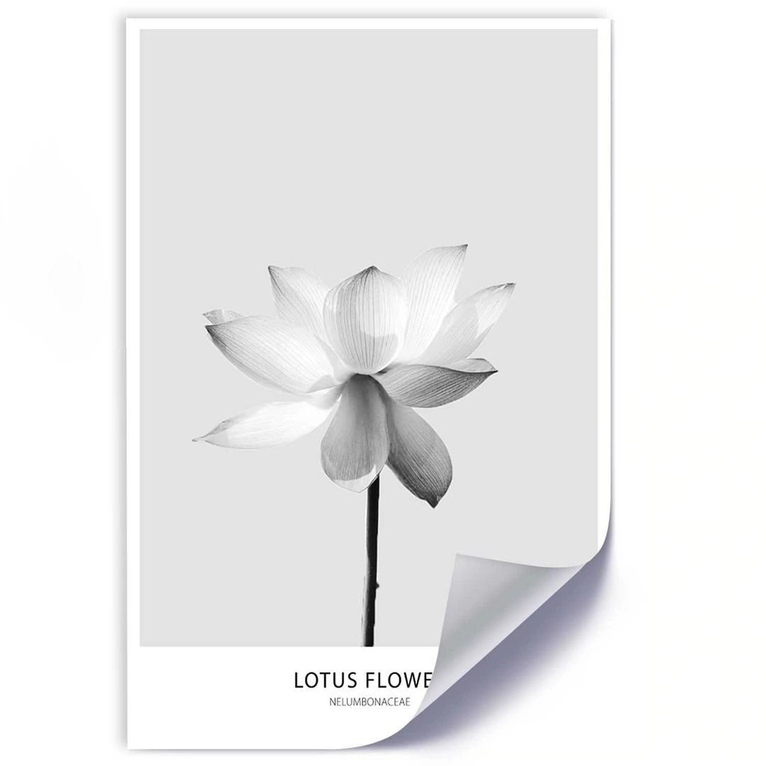 Poster, White lotus flower