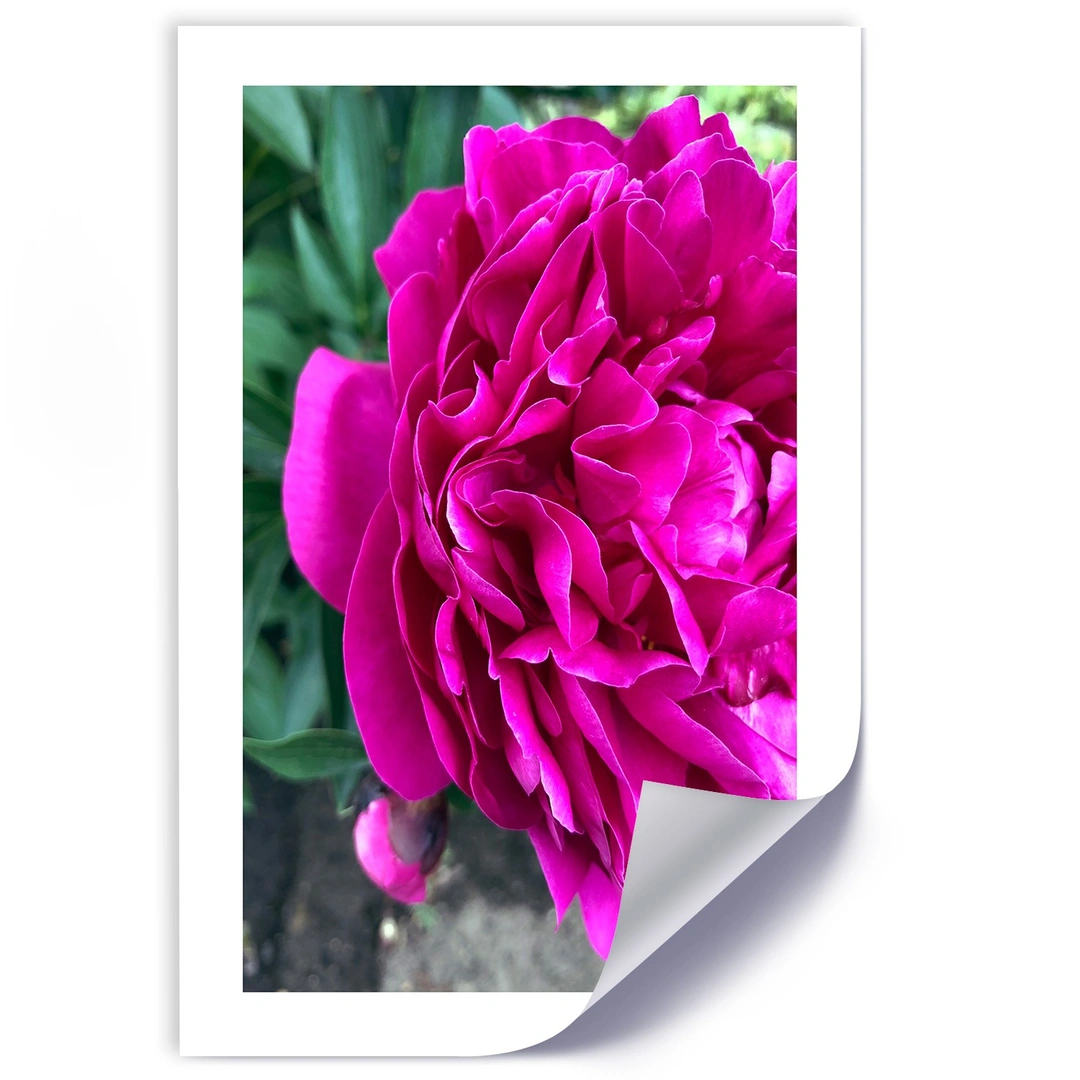 Poster, Pink large flower