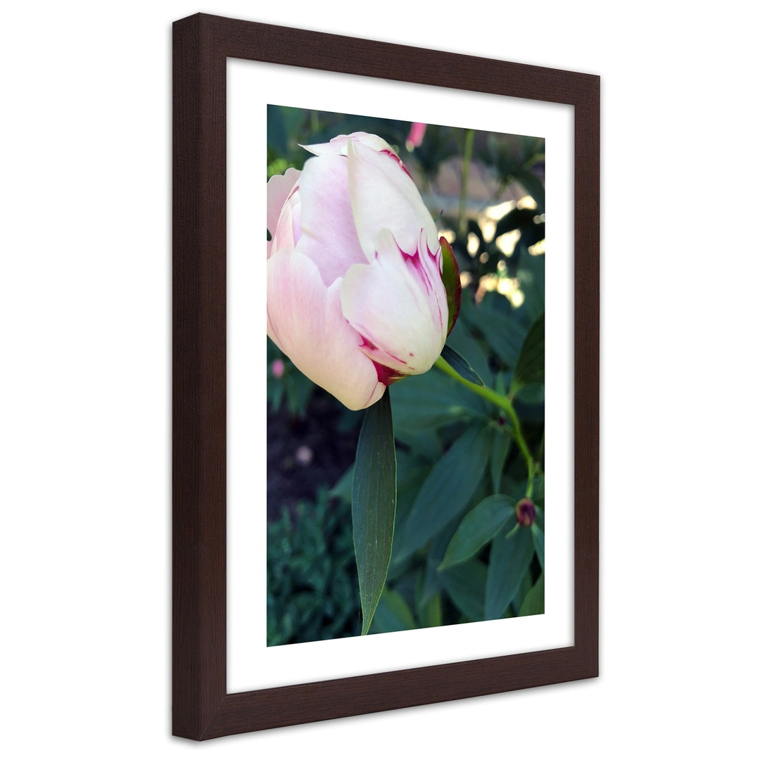Picture in frame, White peony