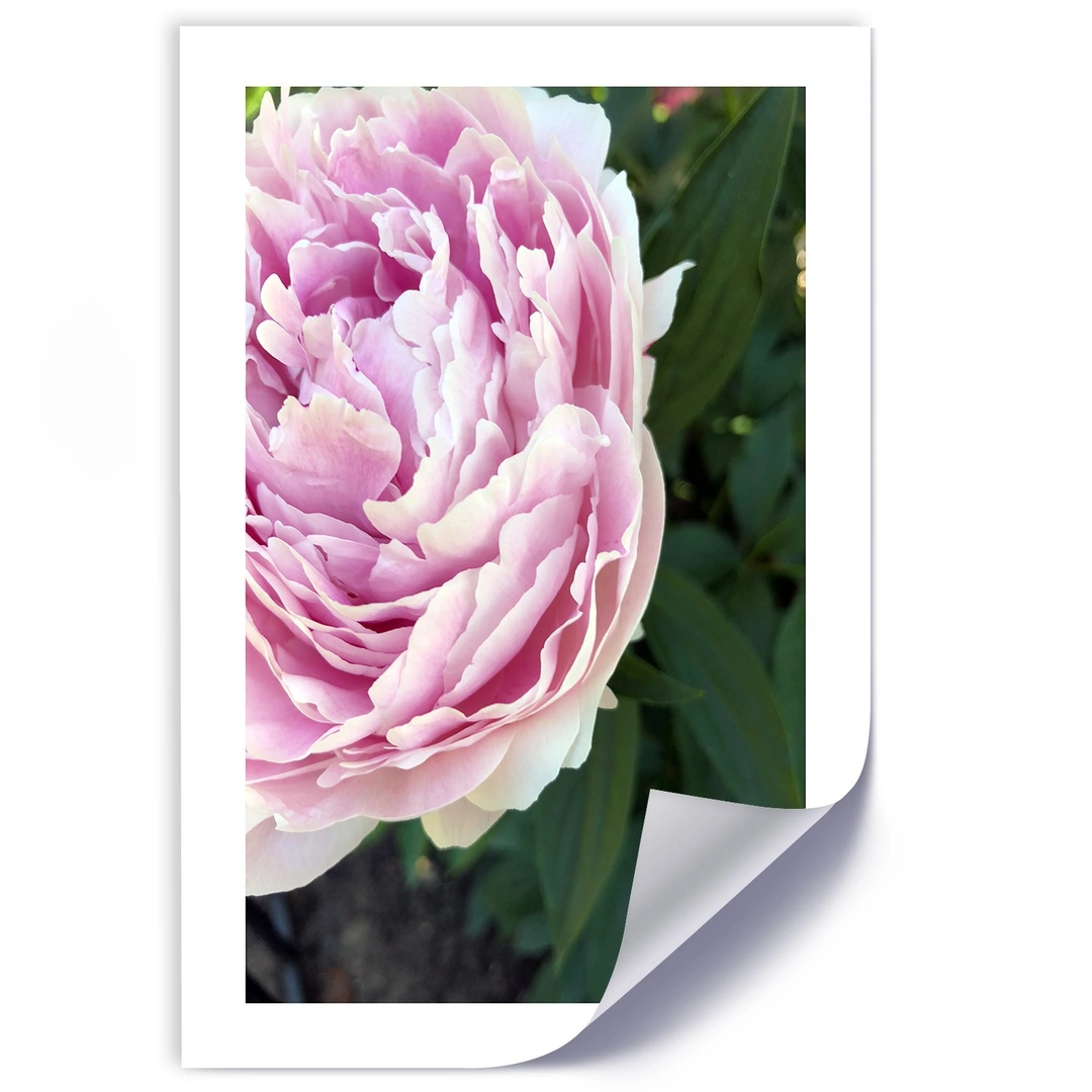 Poster, Pretty pink peony