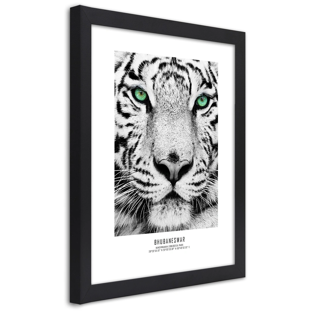 Picture in frame, White tiger