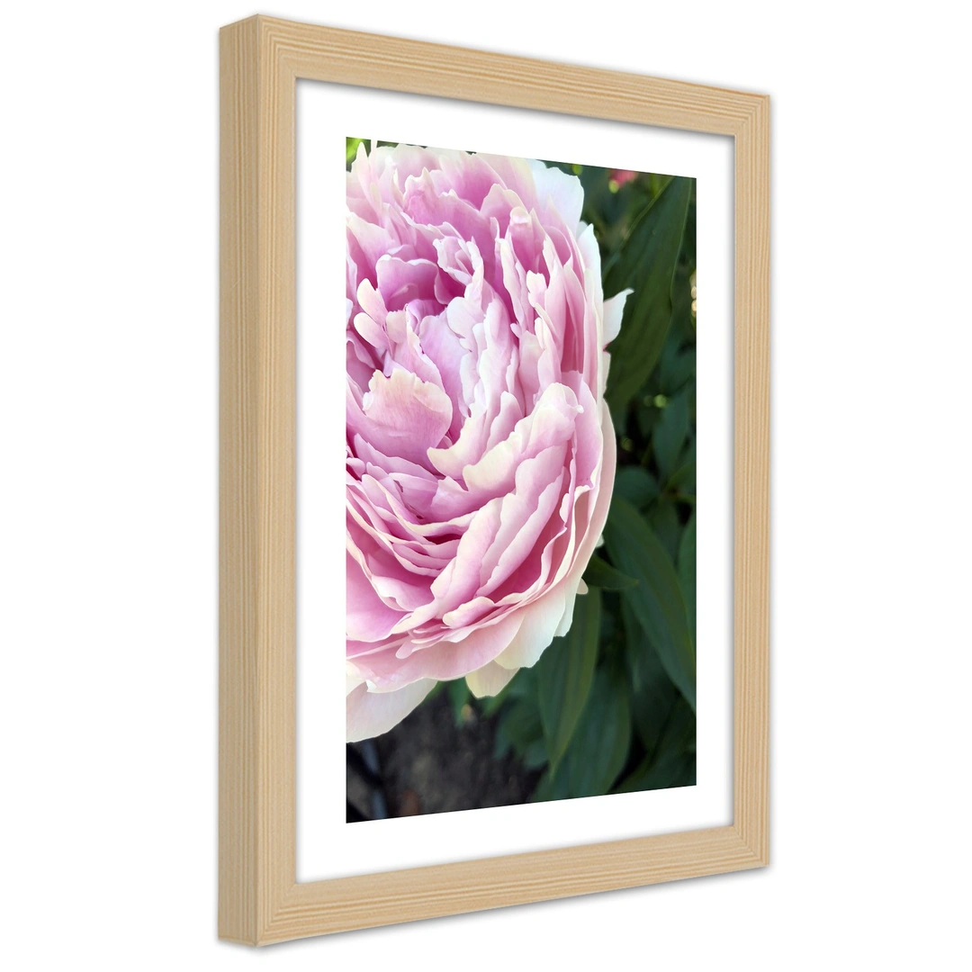 Picture in frame, Pretty pink peony