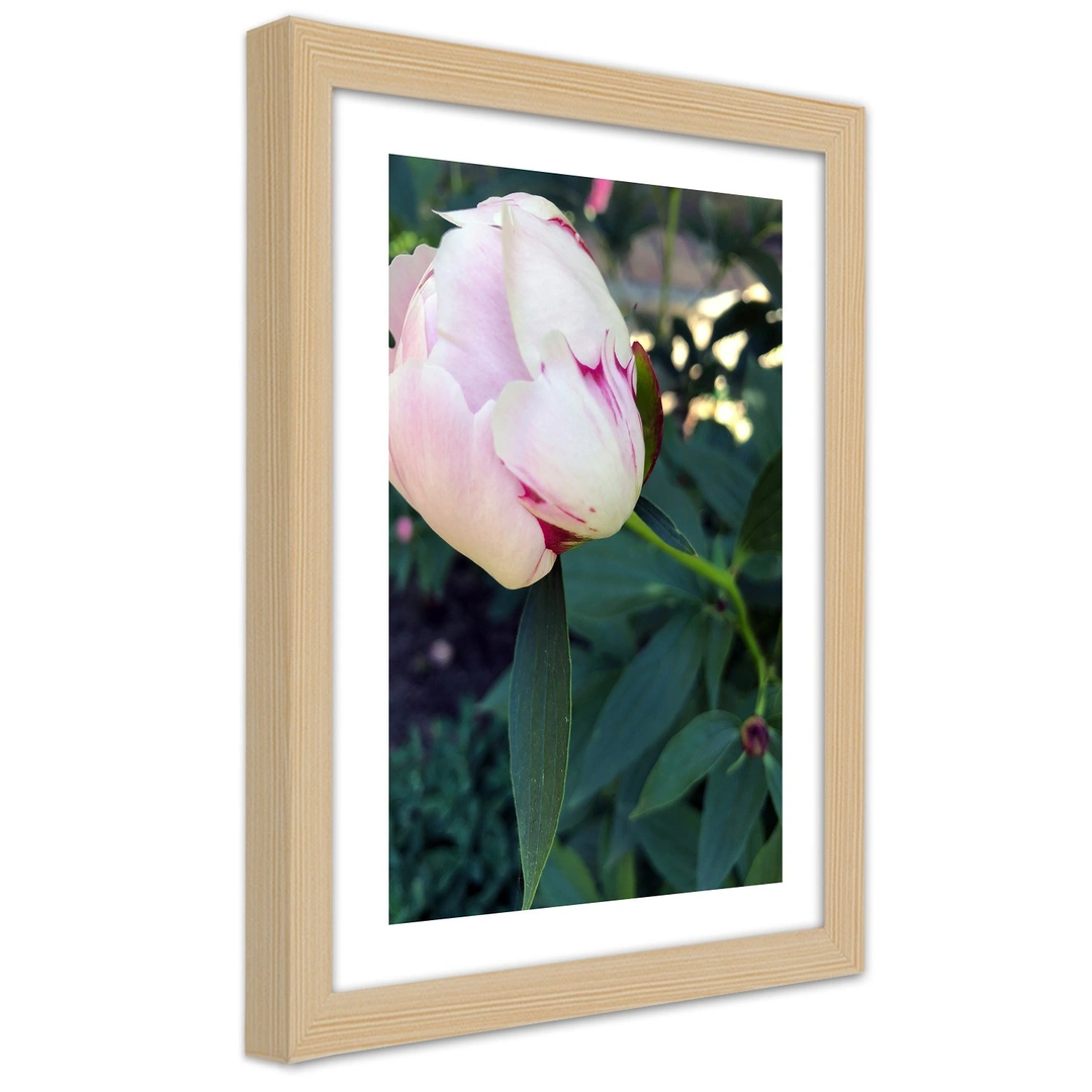 Picture in frame, White peony